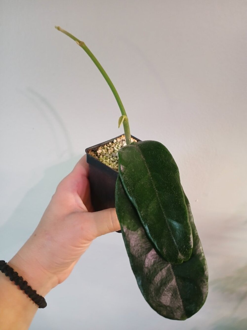 Hoya Globulosa